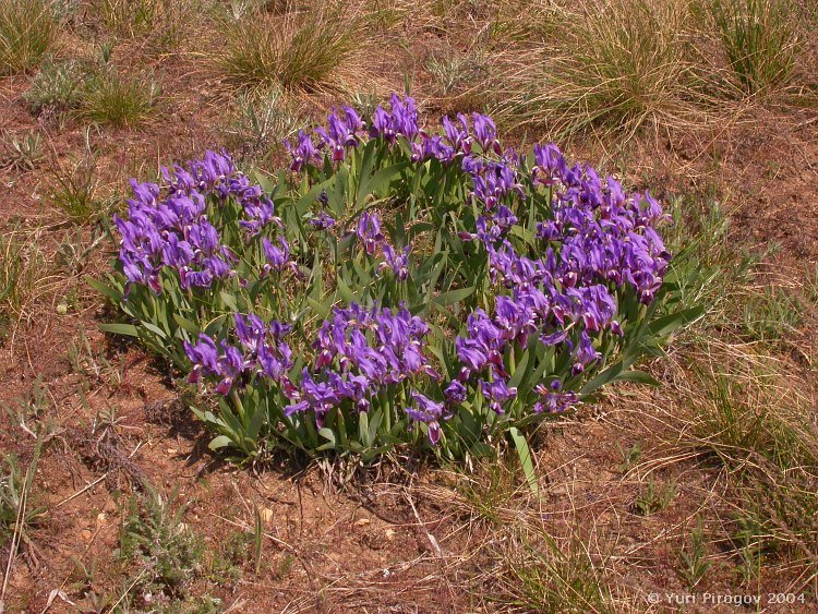 Image of Iris pumila specimen.