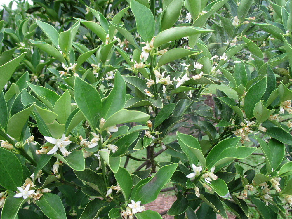 Image of Citrus japonica specimen.