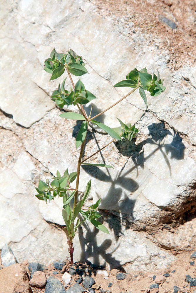 Image of Euphorbia falcata specimen.