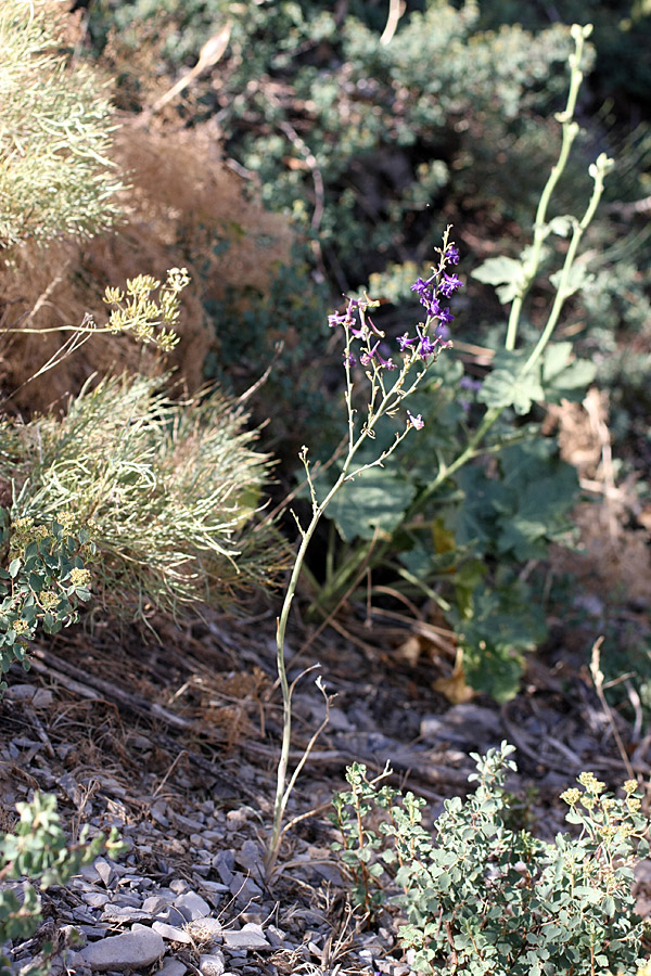 Image of Delphinium albomarginatum specimen.