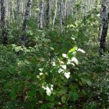 Crataegus chlorocarpa