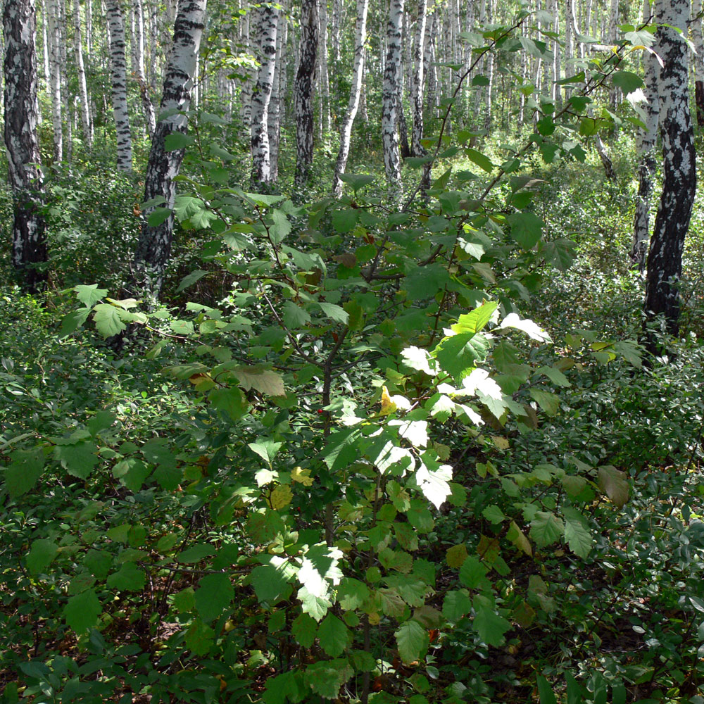 Image of Crataegus chlorocarpa specimen.