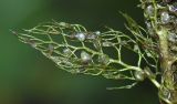 Utricularia macrorhiza. Лист. Приморский край, Партизанский р-н, окр. с. Новая Сила, старица в долине р. Партизанской на правом берегу, образует сообщество с нимфейником и водяным орехом. 23.08.2015.