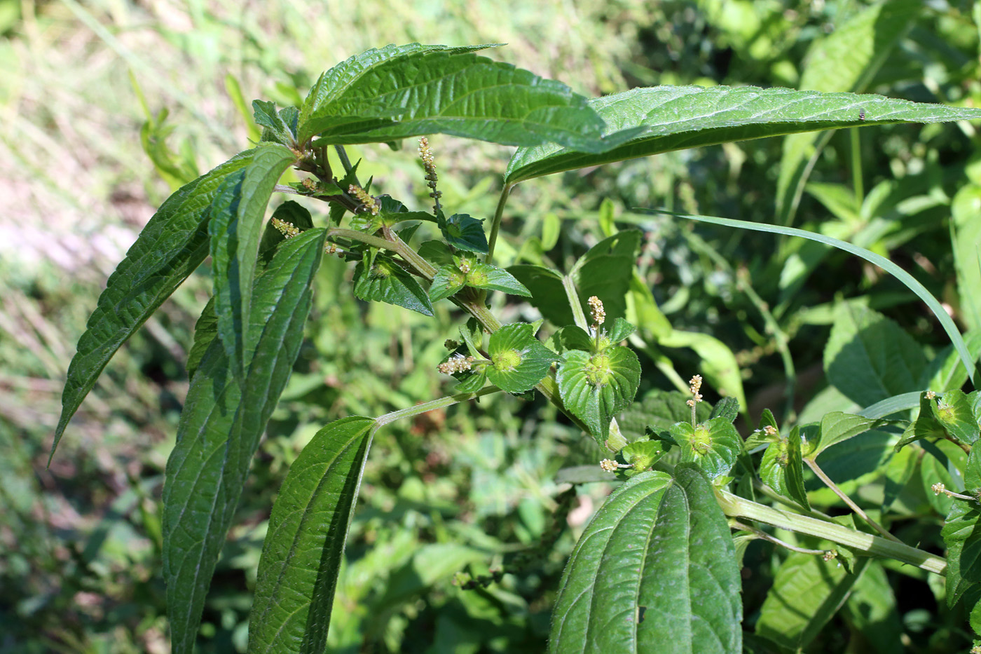 Изображение особи Acalypha australis.