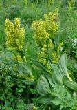 Veratrum lobelianum. Верхушки цветущих растений. Бурятия, Окинский р-н, перевал Чойган-Дабан, ≈ 1900 м н.у.м., горная тундра. 05.07.2015.