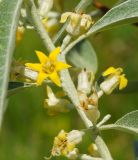 Elaeagnus oxycarpa