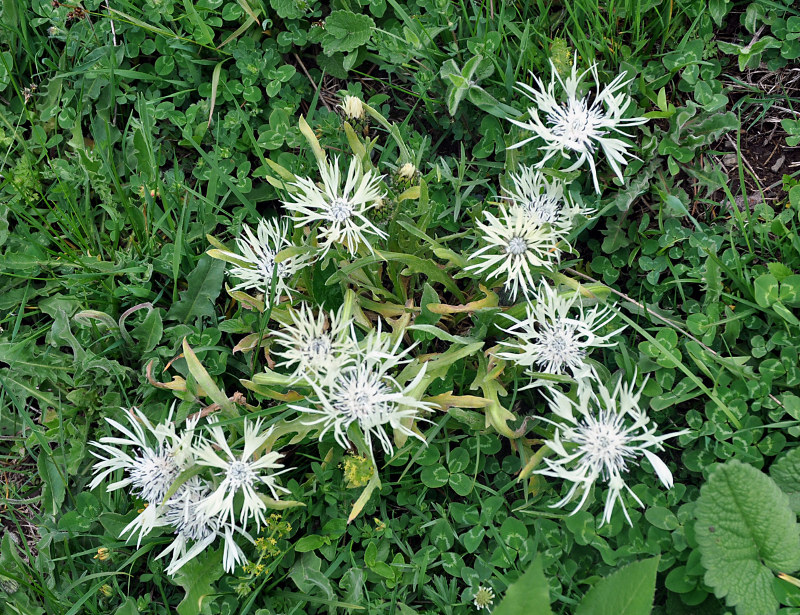Image of Centaurea cheiranthifolia specimen.