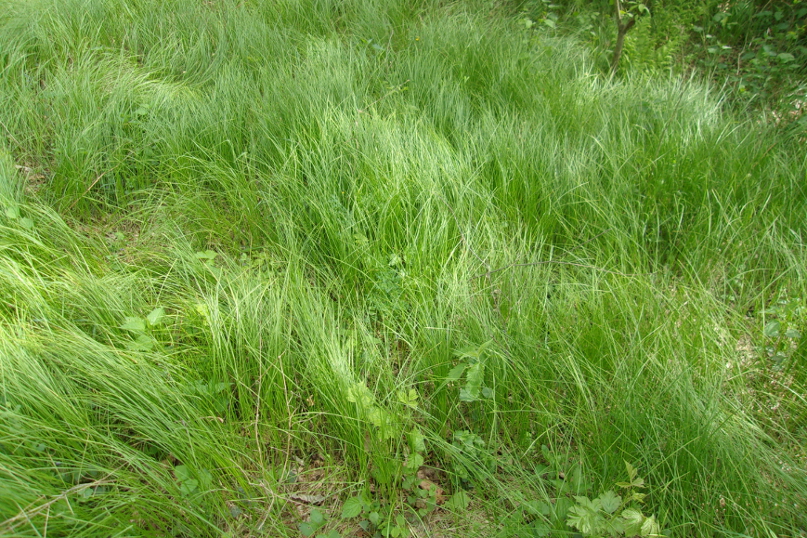 Image of Carex brizoides specimen.