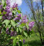 Syringa vulgaris