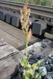 Rumex thyrsiflorus. Цветущее растение у ж.-д. путей. Архангельская обл., Вельский р-н. Июль 2009 г.