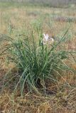 Iris songarica. Цветущее растение. Южный Казахстан, восточная граница пустыни Кызылкум. 30.04.2015.