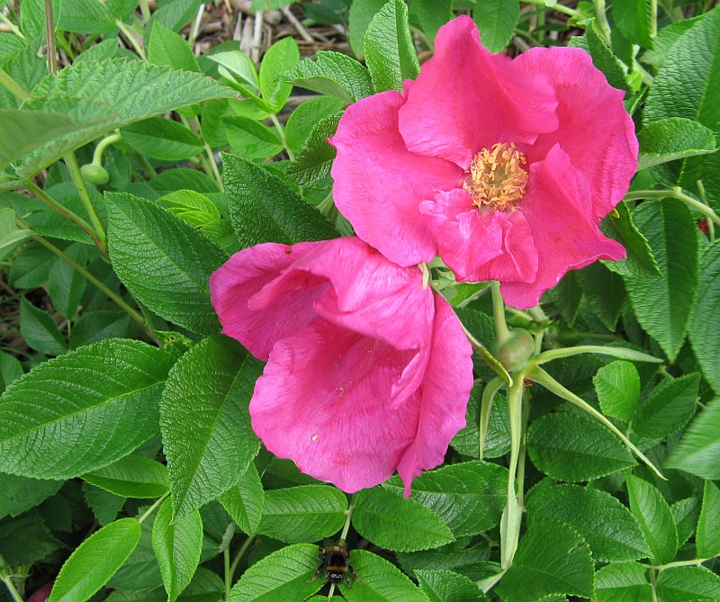 Image of Rosa rugosa specimen.