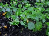 Urtica laetevirens