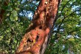 Arbutus andrachne