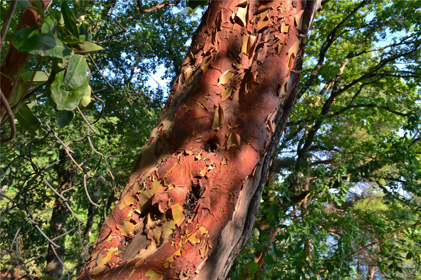 Image of Arbutus andrachne specimen.