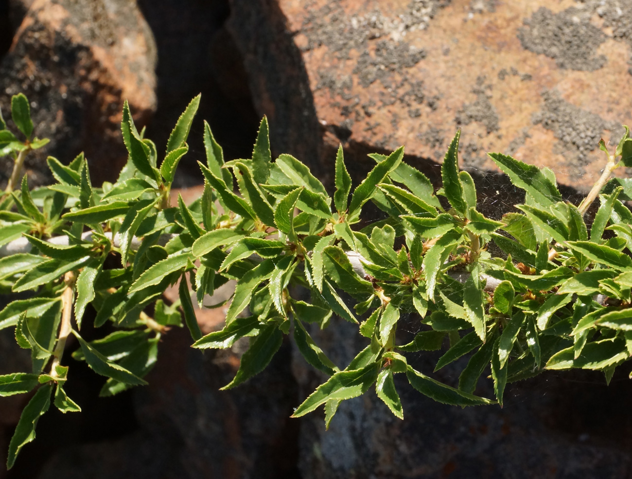 Image of Cerasus tianshanica specimen.