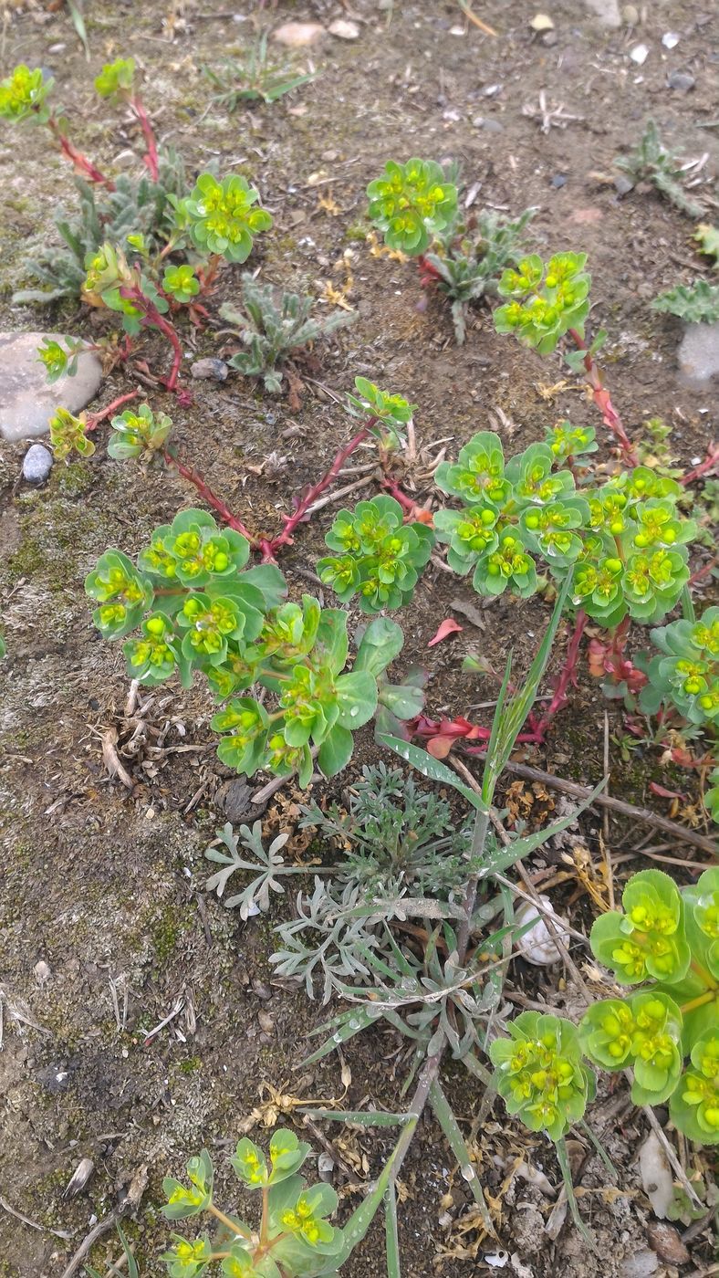 Изображение особи Euphorbia helioscopia.