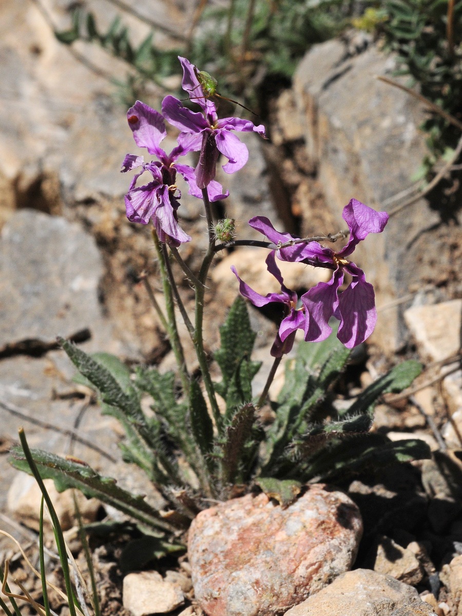Image of genus Parrya specimen.