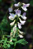 Vicia sylvatica