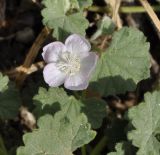 Malvella sherardiana