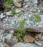 Asperula setosa