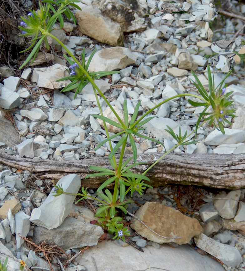 Изображение особи Asperula setosa.