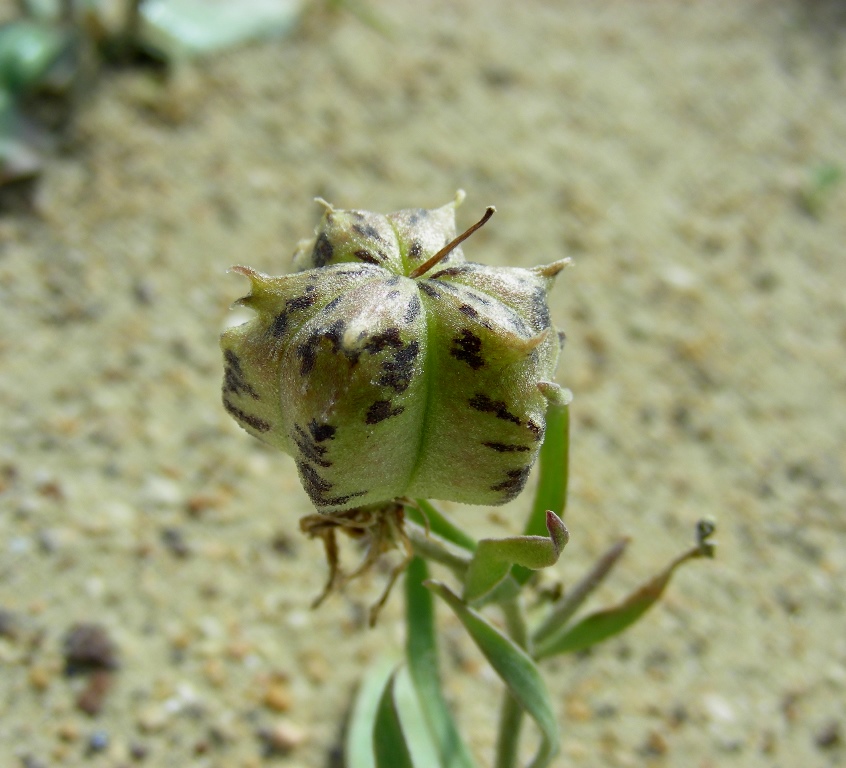 Изображение особи Rhinopetalum karelinii.