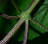 genus Ocimum