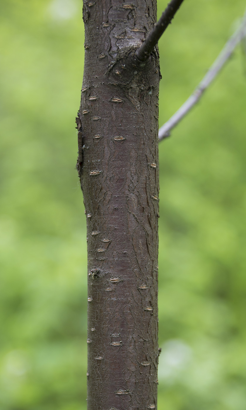 Изображение особи Cerasus pensylvanica.