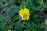 Potentilla anserina