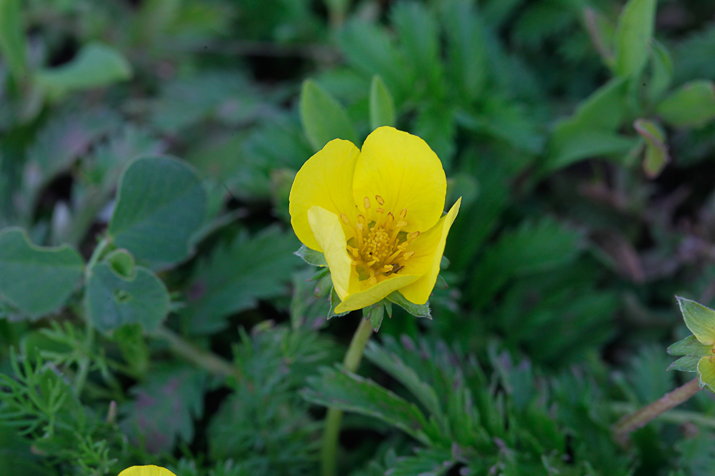 Изображение особи Potentilla anserina.