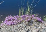 genus Thymus