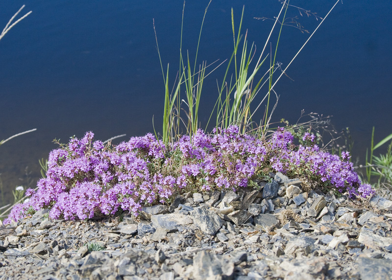 Изображение особи род Thymus.