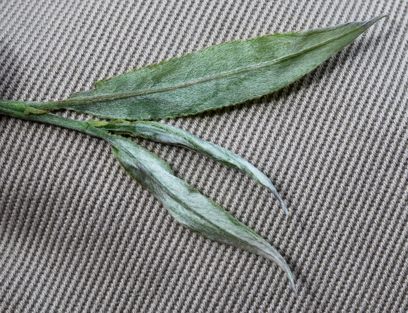 Изображение особи Salix × fragilis.
