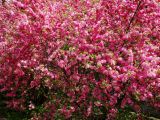 Louiseania triloba