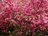 Louiseania triloba. Ветви цветущего растения. Приморье, г. Находка, во дворе дома. 14.05.2016.