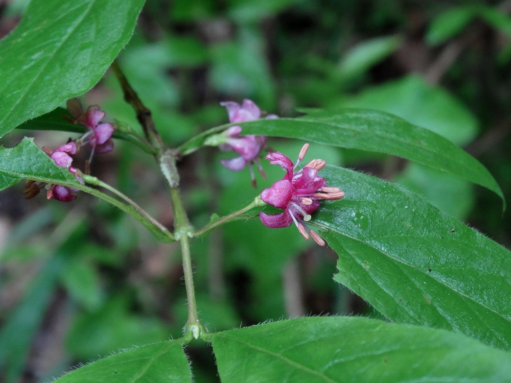 Image of Lonicera maximowiczii specimen.