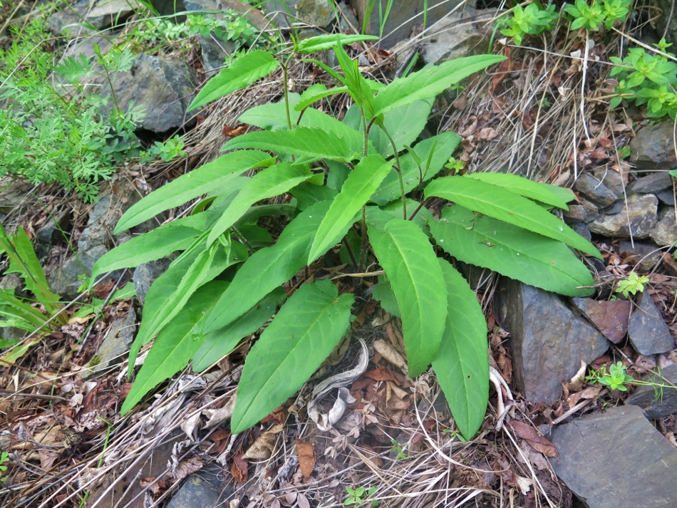 Изображение особи Saussurea kolesnikovii.