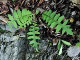 Saussurea neopulchella