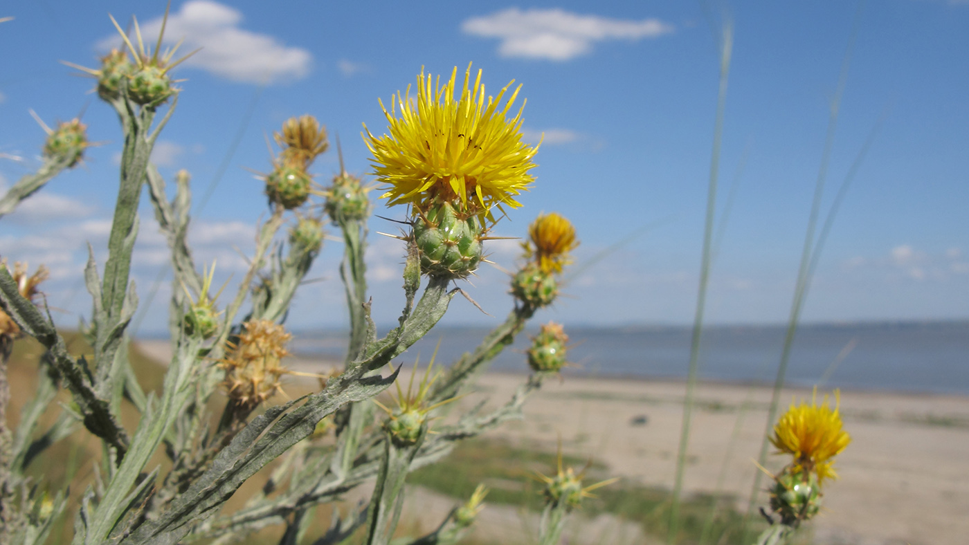 Изображение особи Centaurea solstitialis.