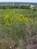 Euphorbia seguieriana