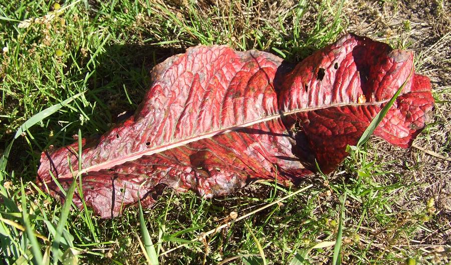 Image of Rumex longifolius specimen.