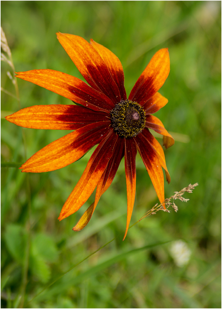 Image of Rudbeckia hirta specimen.