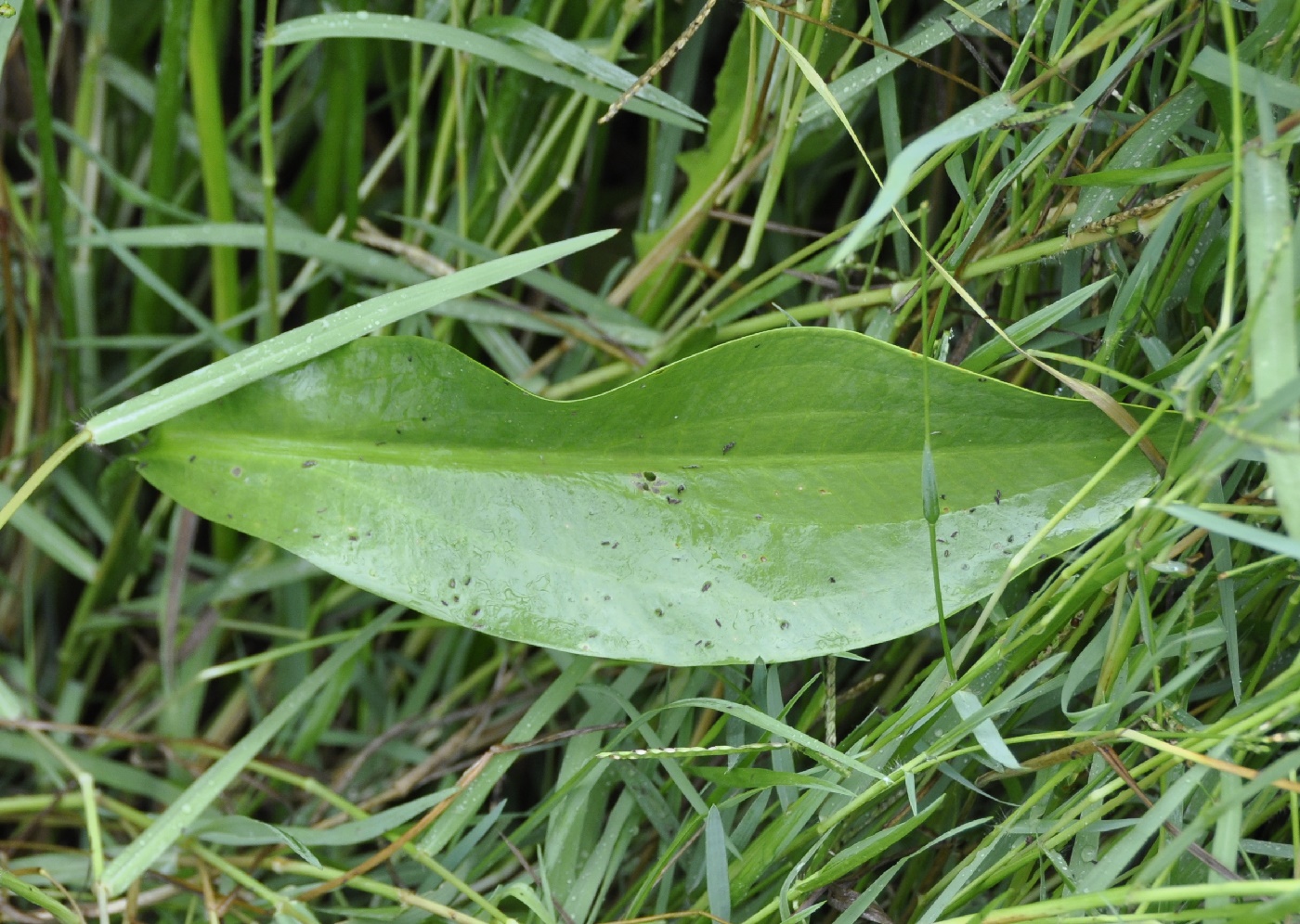 Изображение особи Alisma gramineum.