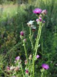 Carduus crispus