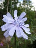 Cichorium intybus