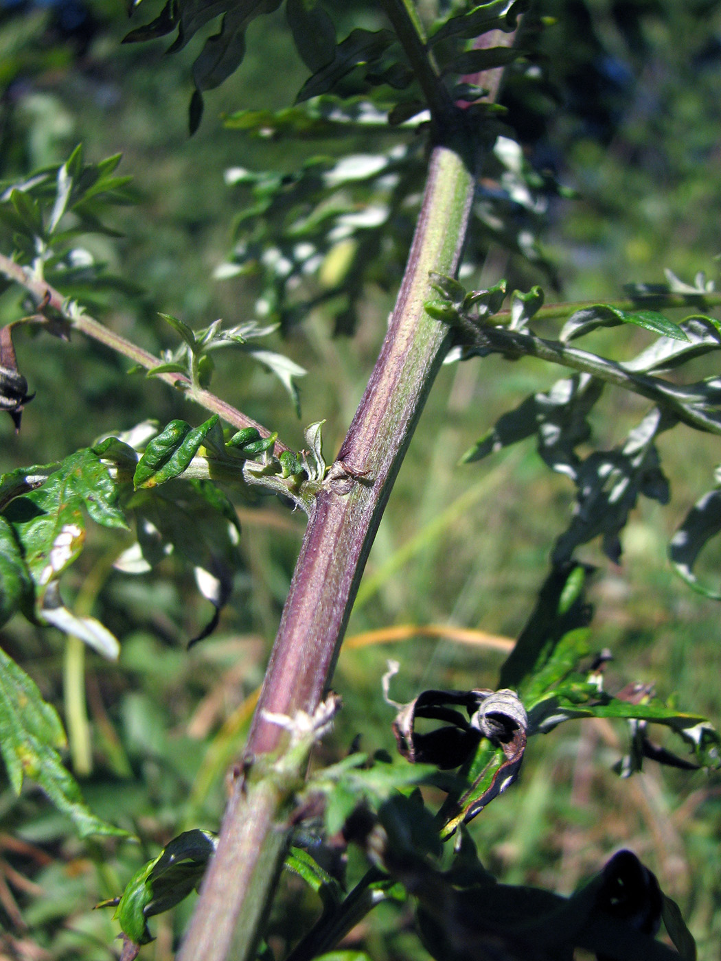 Image of Artemisia vulgaris specimen.