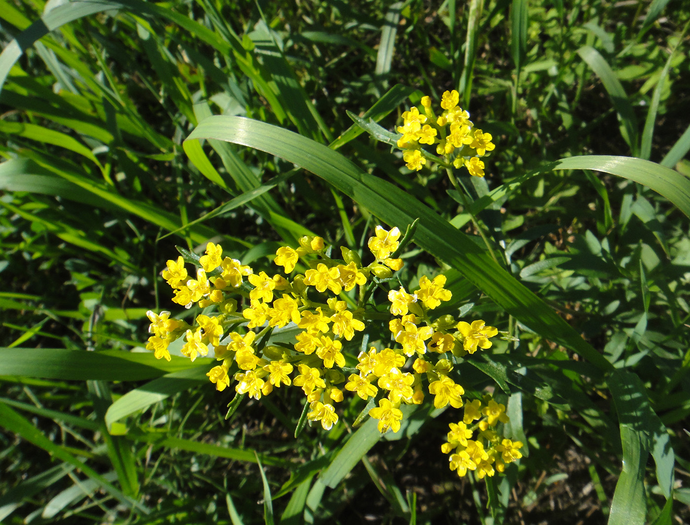 Изображение особи Patrinia rupestris.