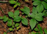 Vicia ohwiana