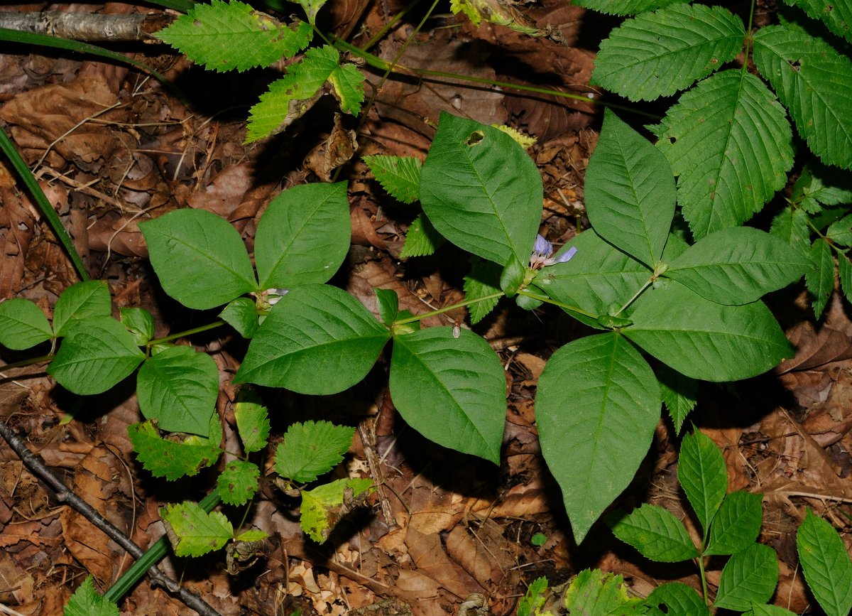 Image of Vicia ohwiana specimen.